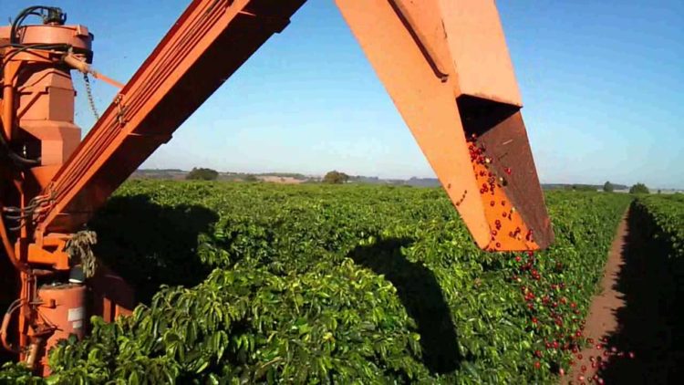 Produção do café no campo está em processo de mecanização