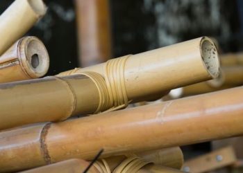 Centro de Vocação Tecnológica vai fomentar o uso do bambu em escala industrial
