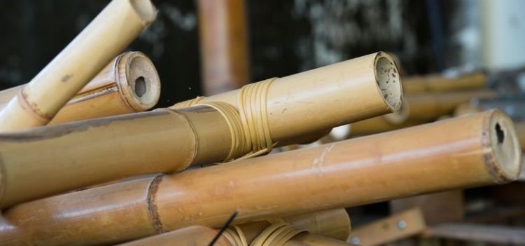 Centro de Vocação Tecnológica vai fomentar o uso do bambu em escala industrial