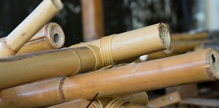 Centro de Vocação Tecnológica vai fomentar o uso do bambu em escala industrial