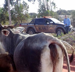 Gado Açu1