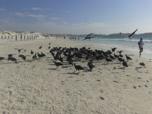 Urubus na Praia do Forte, em Cabo Frio