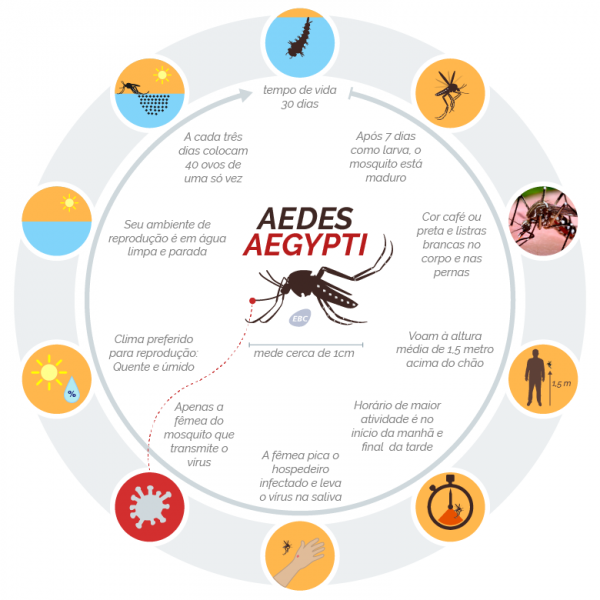 mosquito
