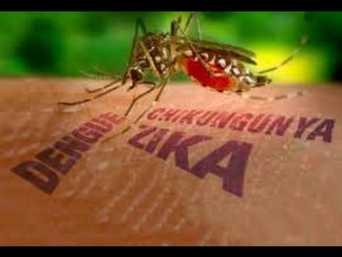 VIU-Entenda-a-diferença-entre-zika-dengue-ou-chikungunya