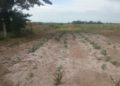 Agricultura no Açu