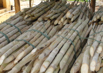 Produção de cana