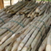 Produção de cana