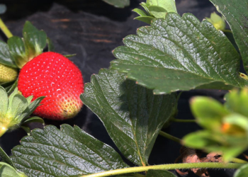 Produção de Morango