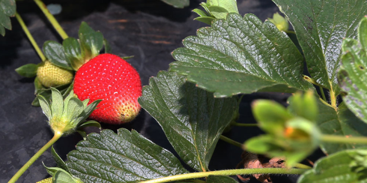 Produção de Morango