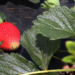 Produção de Morango
