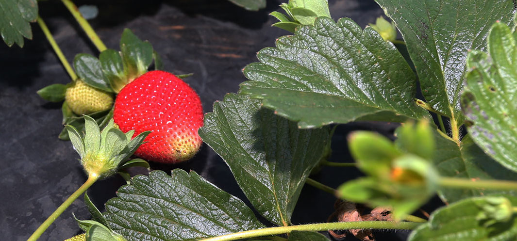 Produção de Morango