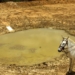 09/11/2010 – Especial – O sertão do Rio Grande do Norte está sofrendo com uma da mais seca dos últimos tempo – Em Santana do Matos a comunidade Quixaba os moradores sofrem com a falta da chuva e as polcas cabeça de gado estão morrendo com sede – seu Antônio Soares Braga, olhando o açude da comunidade seco - Foto: Alex Régis/H:/ Selecionadas