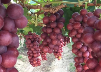 Valor de produção da agricultura brasileira em 2016
