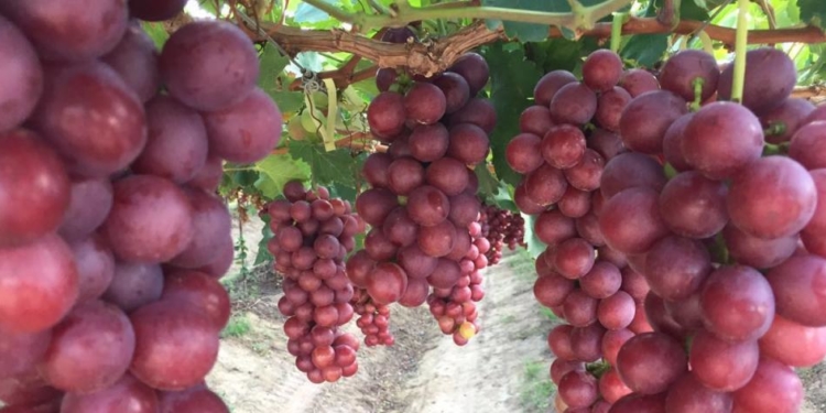 Valor de produção da agricultura brasileira em 2016
