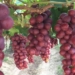 Valor de produção da agricultura brasileira em 2016
