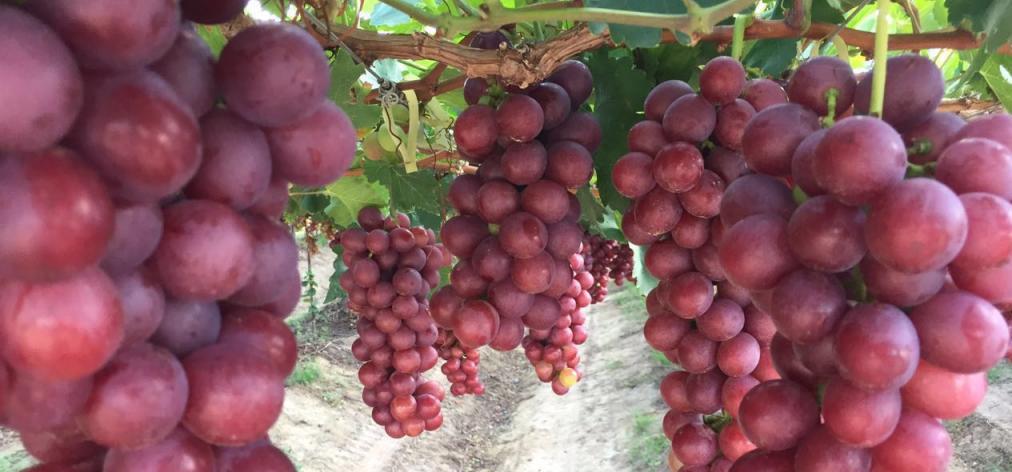 Valor de produção da agricultura brasileira em 2016