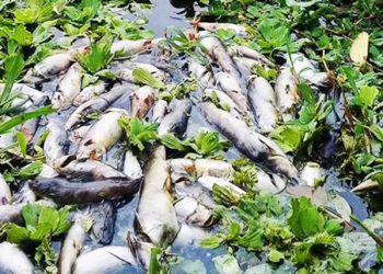Mortandade de Peixes no rio Muriaé-RJ | Foto: Leonardo Nora - Itaperuna News