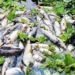 Mortandade de Peixes no rio Muriaé-RJ | Foto: Leonardo Nora - Itaperuna News
