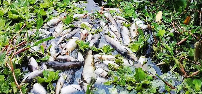 Mortandade de Peixes no rio Muriaé-RJ | Foto: Leonardo Nora - Itaperuna News