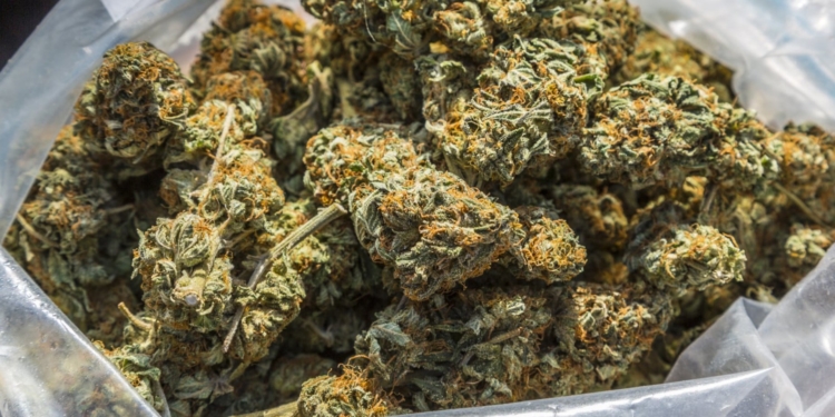 Uso medicinal da maconha no Peru | Foto: Arquivo virtual