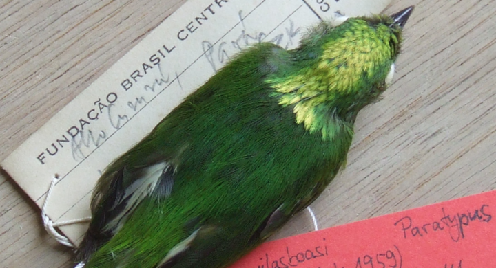 Ave híbrida da Amazônia | Foto: Arquivo
