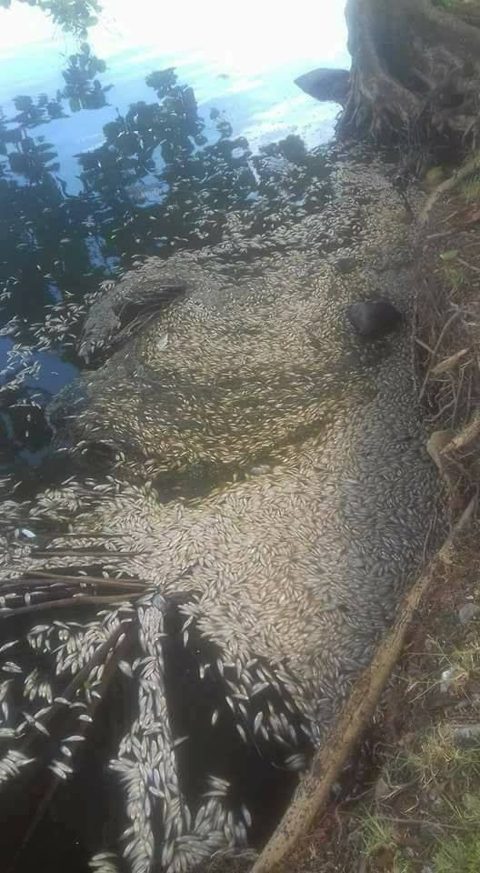 Morte de peixes na Lagoa de Imboassica em Macaé-RJ | Foto: Facebook