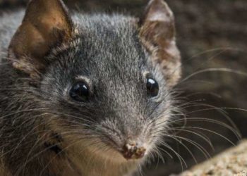 rato-marsupial-australiano