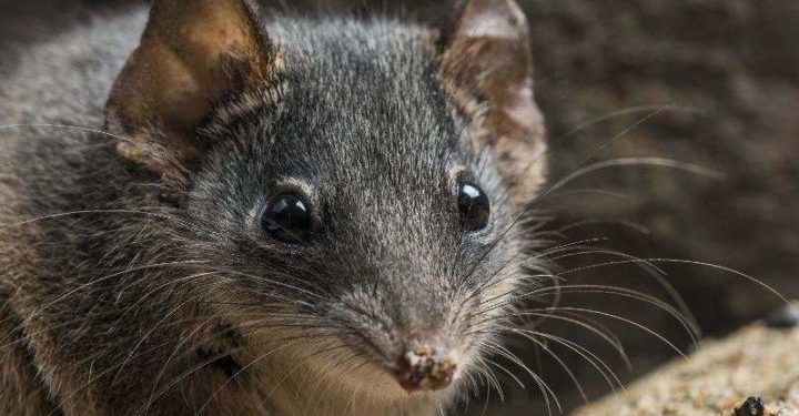 rato-marsupial-australiano