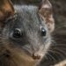 rato-marsupial-australiano