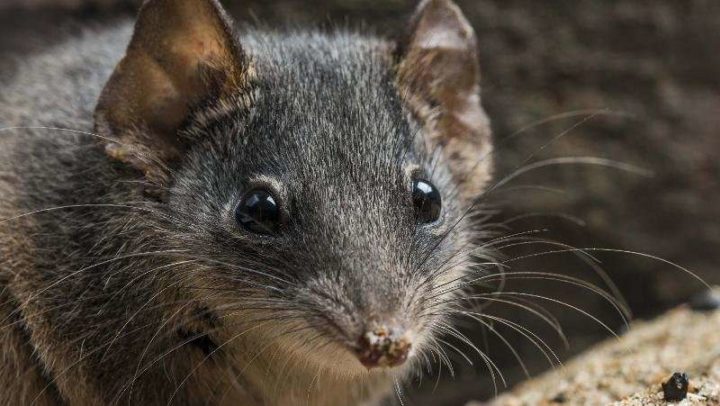 rato-marsupial-australiano