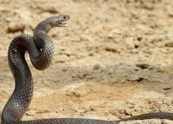 A 2ª cobra mais venenosa do mundo | Foto AFP