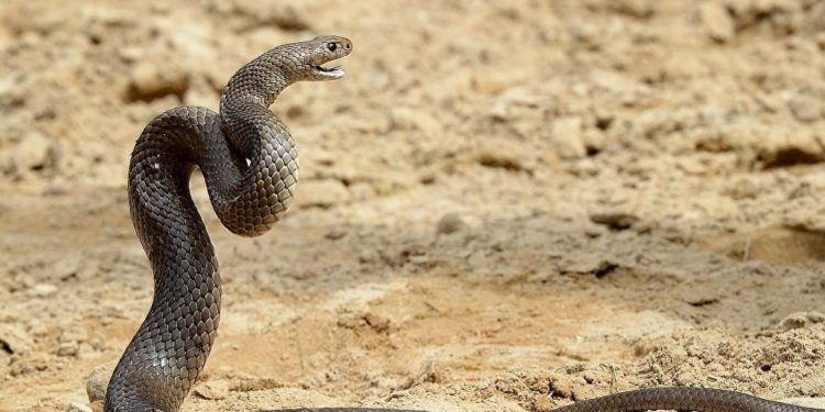 A 2ª cobra mais venenosa do mundo | Foto AFP
