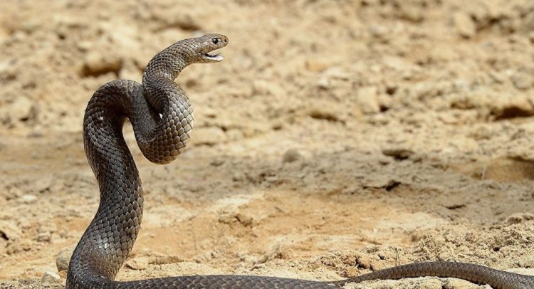 A 2ª cobra mais venenosa do mundo | Foto AFP