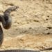 A 2ª cobra mais venenosa do mundo | Foto AFP