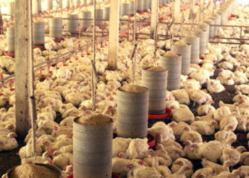 Exportação de frango