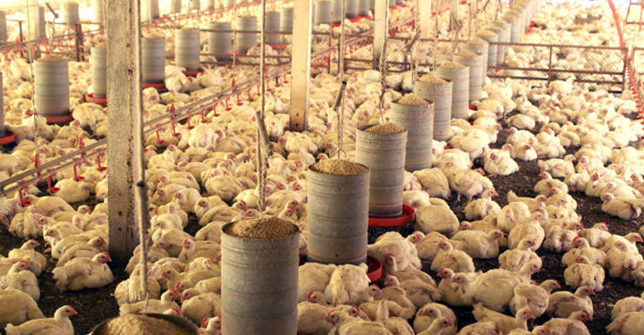 Exportação de frango
