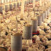 Exportação de frango