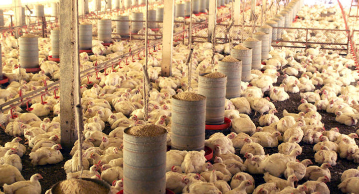 Exportação de frango