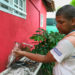 Combate ao chikungunya