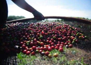 Produção de Café