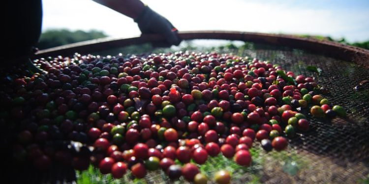 Produção de Café