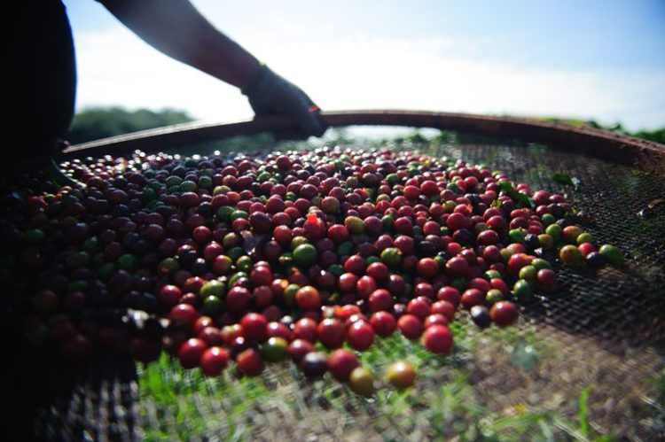 Produção de Café