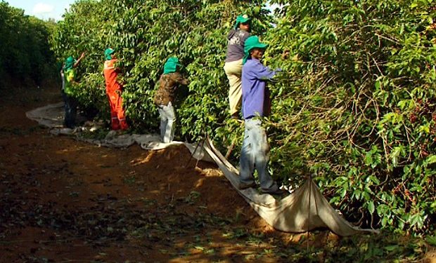 Plantio de Café no Brasil