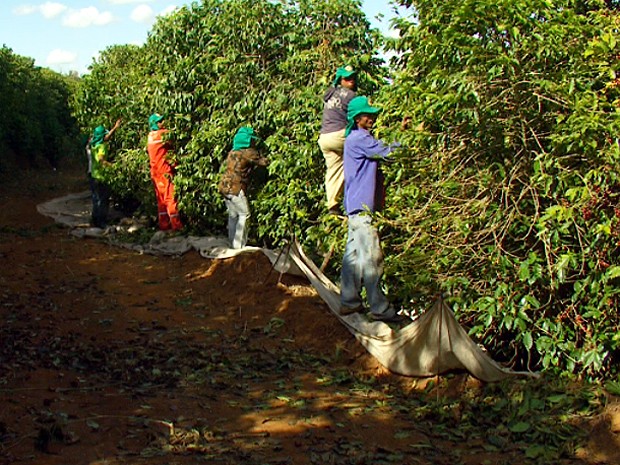 Plantio de Café no Brasil