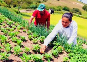 Agricultura Familiar é uma alternativa ao esgotamento da revolução verde