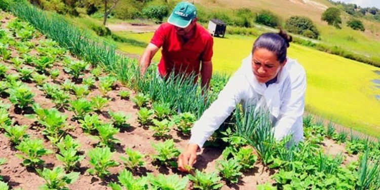 Agricultura Familiar é uma alternativa ao esgotamento da revolução verde