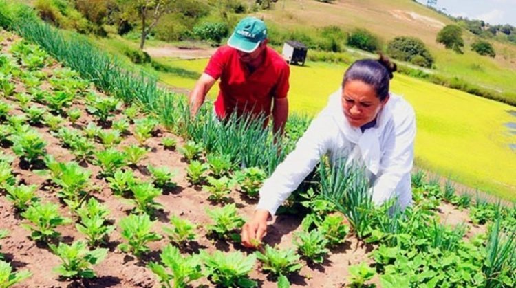 Agricultura Familiar é uma alternativa ao esgotamento da revolução verde
