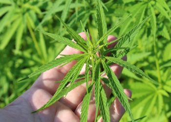 Plantação de maconha