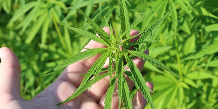 Plantação de maconha