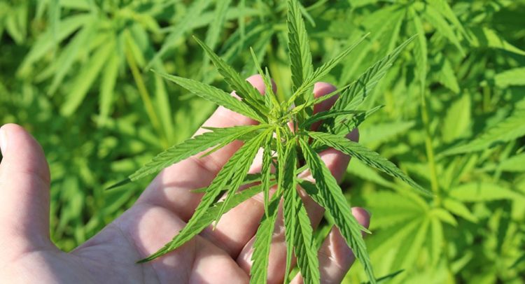 Plantação de maconha